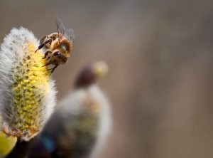 Biene mit Pollenhöschen beim Pollensammeln auf einer Blüte